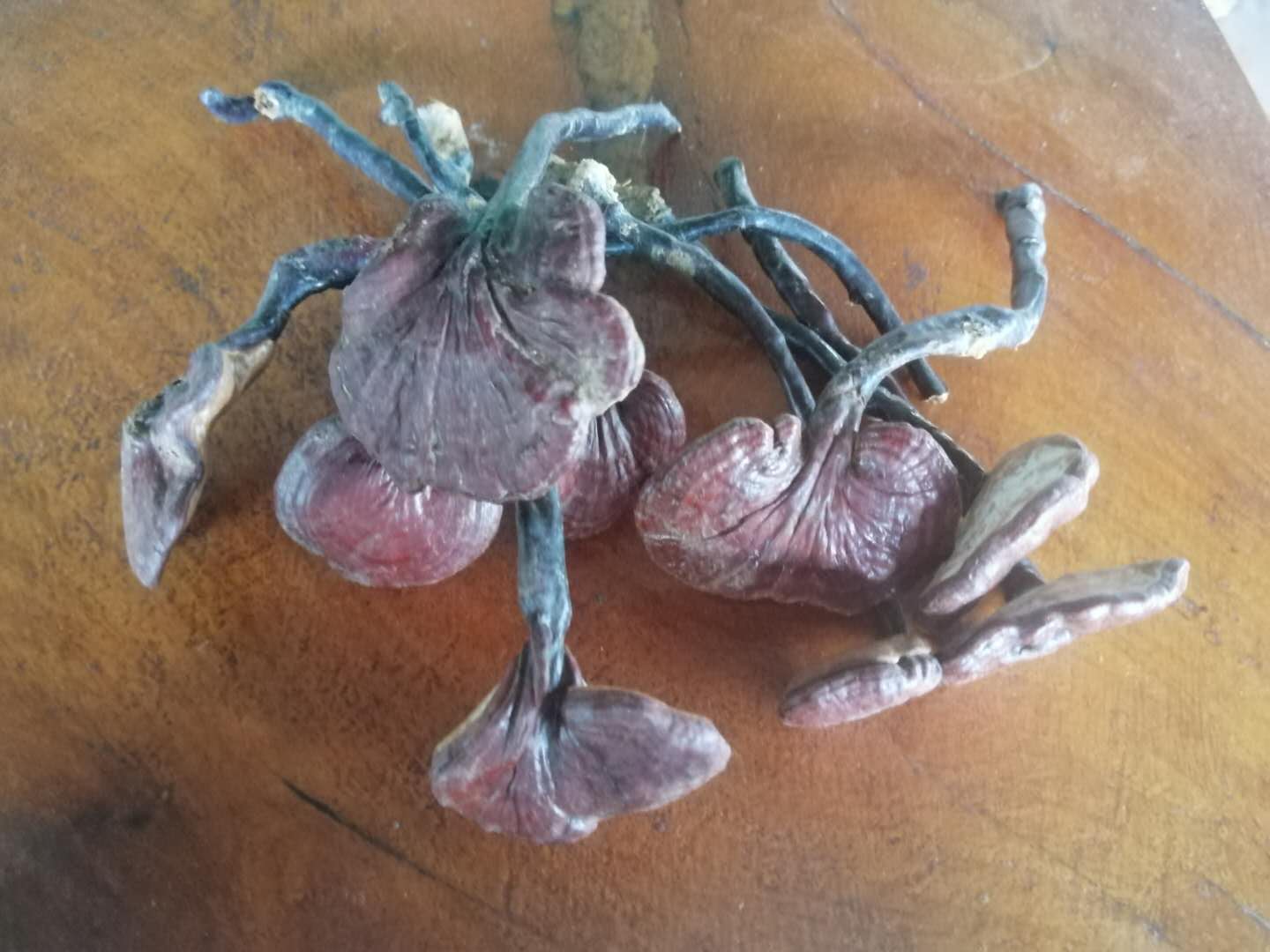 一簇橙红色至棕褐色的竹灵芝,生长在腐烂的竹根表面,呈现不规则团块状结构,表面有明显纹理和光泽,周围有苔藓和落叶,背景为湿润的竹林土壤环境 竹灵芝特写照片
