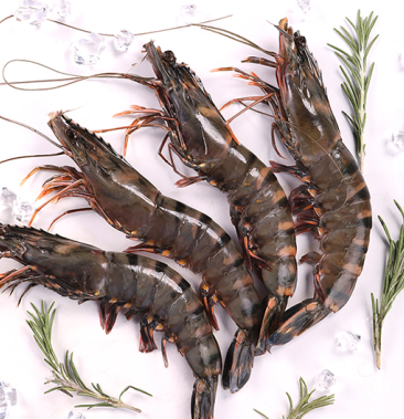 福建东山岛活冻黑虎虾
