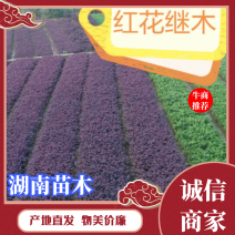 红花继木10一50公分移栽苗根系好苗粗壮基地直销