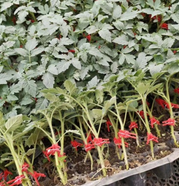 千禧圣女果嫁接苗 小柿子苗 樱桃小番茄苗品种