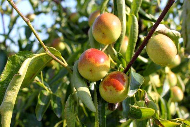 冬枣与台湾蜜枣植株形态对比图