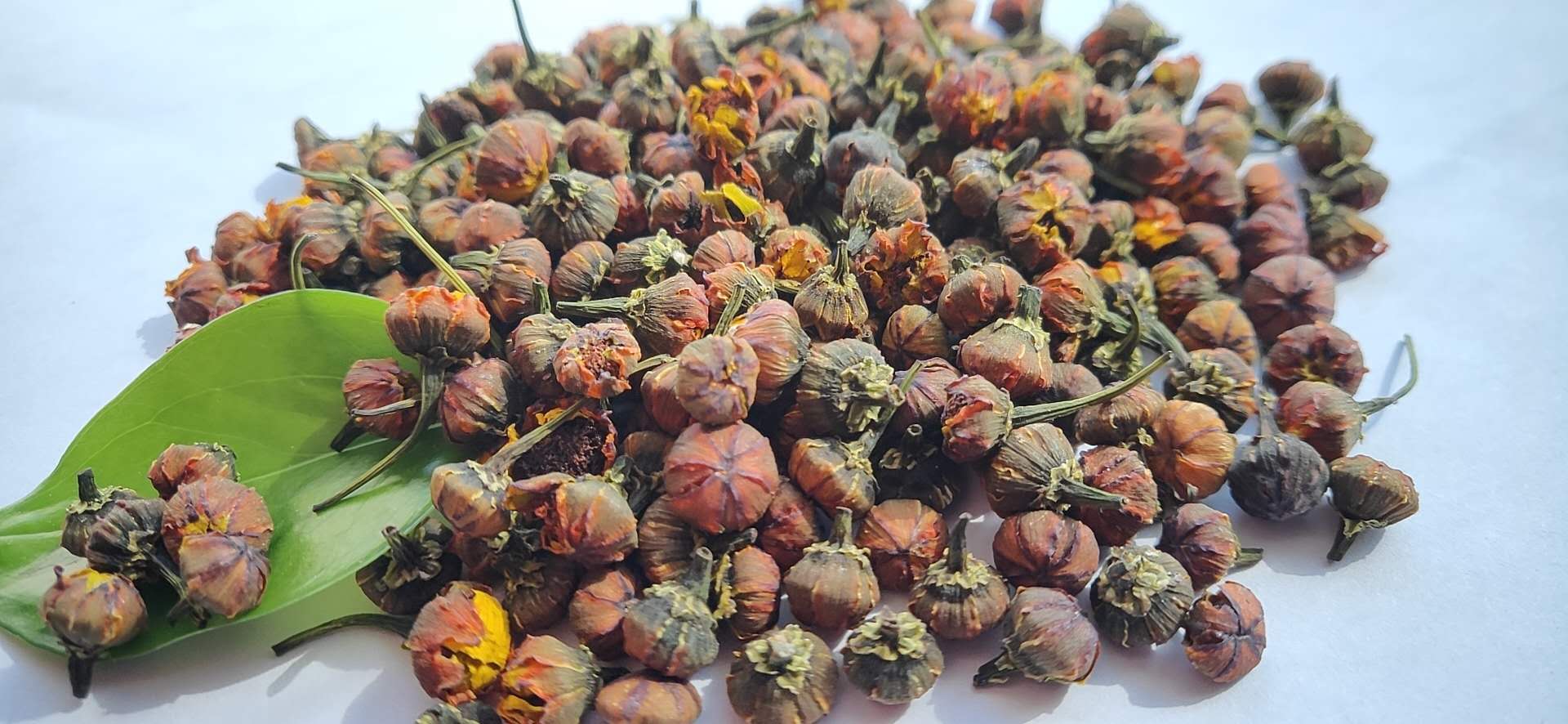 一张并列展示野菊花与蟛蜞菊的高清图片:左侧为野菊花,花朵细长花瓣多,叶片羽状深裂,灰绿色;右侧为蟛蜞菊,花朵较圆润,花瓣宽短,叶片三裂呈心形,表面光滑油亮,茎部匍匐贴地生长 野菊花与蟛蜞菊对比图