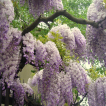 紫藤树苗紫藤萝爬藤攀爬庭院围墙四季开花植物老桩盆栽紫藤花