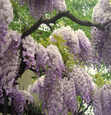 紫藤樹苗紫藤蘿爬藤攀爬庭院圍牆四季開花植物老樁盆栽紫藤花