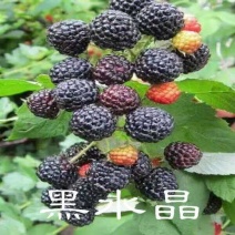 黑水晶黑树莓树莓苗，厂家直销，发货到家，保证质量