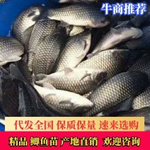 供应鲫鱼，鲫鱼产地直购，量大价优，保证质量
