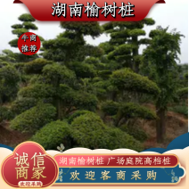 榆树桩湖南榆树桩多杆单杆12一50公分基地直销任挑任选