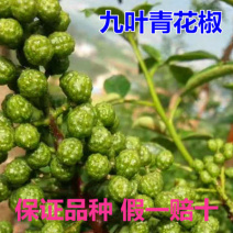 九叶青花椒苗花椒苗纯正嫁接苗花椒树苗大红袍花椒树青花