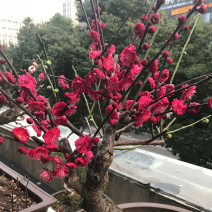 原生腊梅梅花大苗嫁接老桩梅花树苗冬季春节开花耐寒