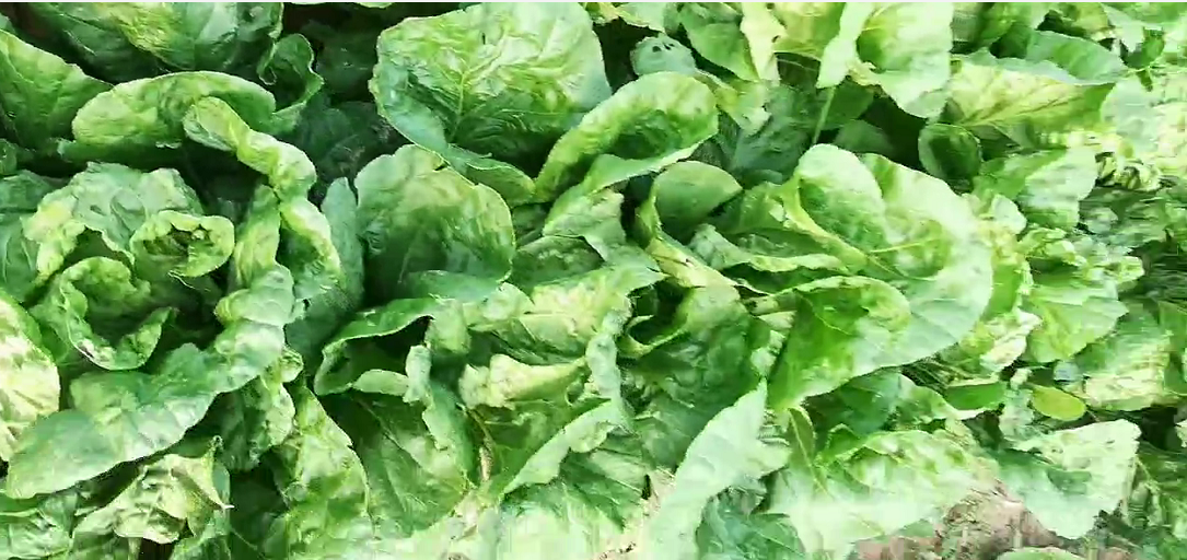 “白菜一选”在田间生长情况,整齐排列,叶片紧实,颜色鲜亮 “白菜一选”在田间生长情况