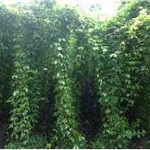 油麻藤种子牛马藤大血藤雀儿花四季常青爬藤类攀援植物