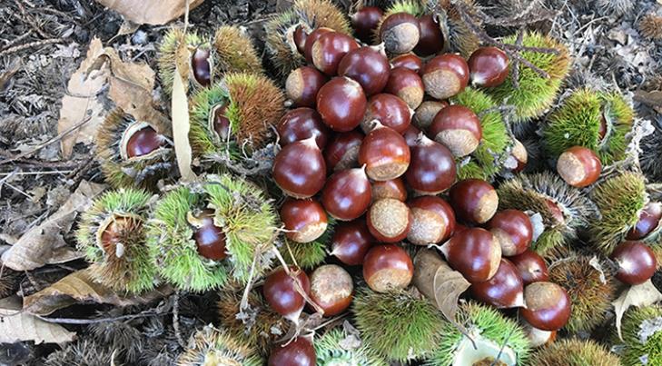 锥栗丰收场景航拍图