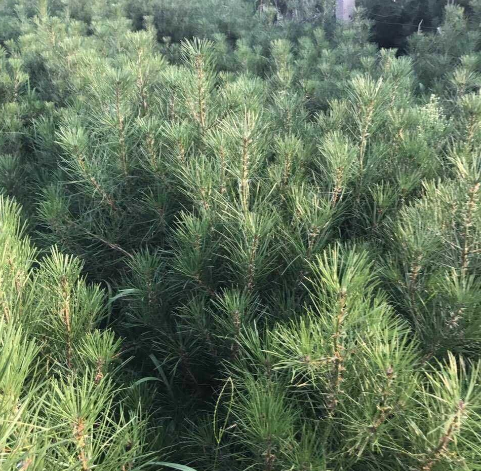 白皮松针叶三针一束,排列整齐,颜色翠绿 白皮松的三针一束针叶结构特写