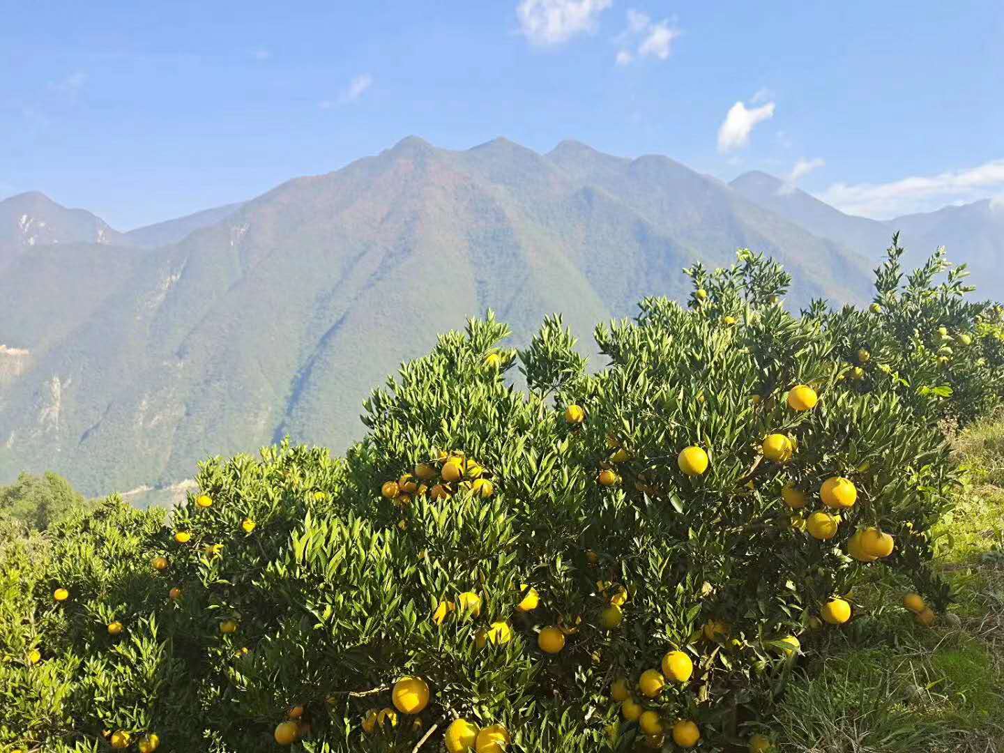 湖北秭归县长江沿岸的脐橙种植园,春季花开或秋季挂果时节,绿树成荫,橙果累累,远处可见江水蜿蜒,展现典型的山地生态果园景观 秭归脐橙果园航拍全景
