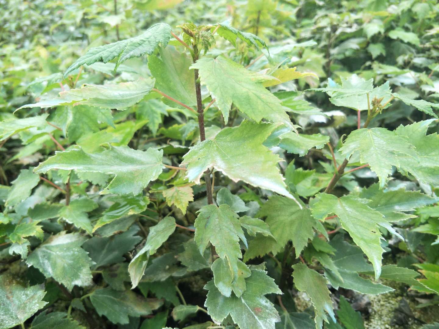 红枫小苗的近景照片，展示其嫩绿与初红的叶片变化