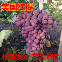 美国红提苗无籽红提子苗葡萄苗玫瑰红提子苗