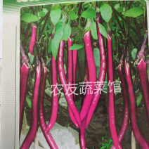 红兴长茄种子高产抗病耐热耐湿耐低温耐弱光早熟
