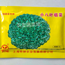 叶塌菜种子长征小八叶塌菜高产抗病耐寒阳台大田种植优质塌棵