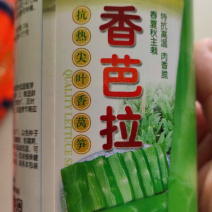 香芭拉莴笋种子高产稳产抗热耐寒清香脆爽春夏秋主栽