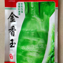 金香玉莴笋种子高产稳产抗热耐寒清香脆爽春夏秋主栽