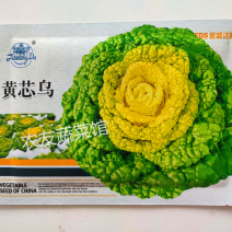 黄心乌种子金盛达黄芯乌高产抗病耐寒耐贮春秋播优质乌塌菜种