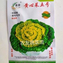 黄心乌种子蔬研黄心菜五号高产抗病耐寒耐贮春秋播