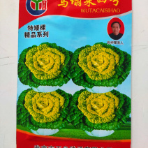 黄心乌种子玉良乌塌菜四号高产抗病耐寒耐贮春秋播