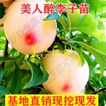 红美人醉李子树苗南方北方种植特大早熟晚熟无核蜂糖当年结果