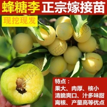 新品早熟脆甜脱骨蜂糖李子树苗高产南北方种植耐寒耐旱