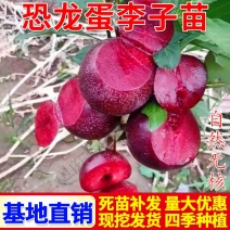 早熟无核恐龙蛋李脆甜红心李子树苗南北方种植当年挂果