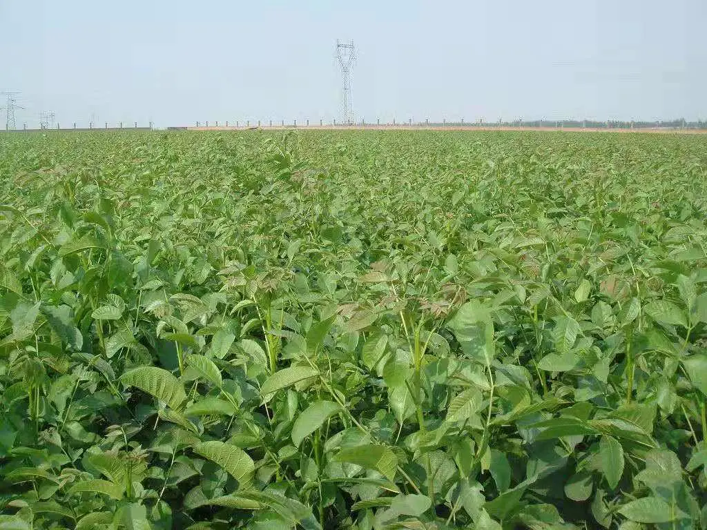云南漾濞高山核桃种植基地航拍图,绿色植被覆盖下的核桃林生机盎然 云南高山核桃林