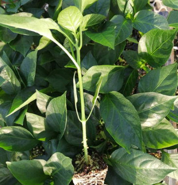 朝天椒苗泡椒苗美人椒苗小米椒苗多品种辣椒苗