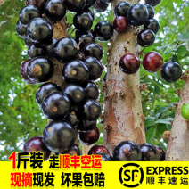树葡萄嘉宝果新鲜水果电商一件代发空运