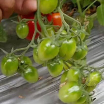 釜山88小番茄苗圣女果苗嫁接小西红柿苗抗病毒玲珑蜜