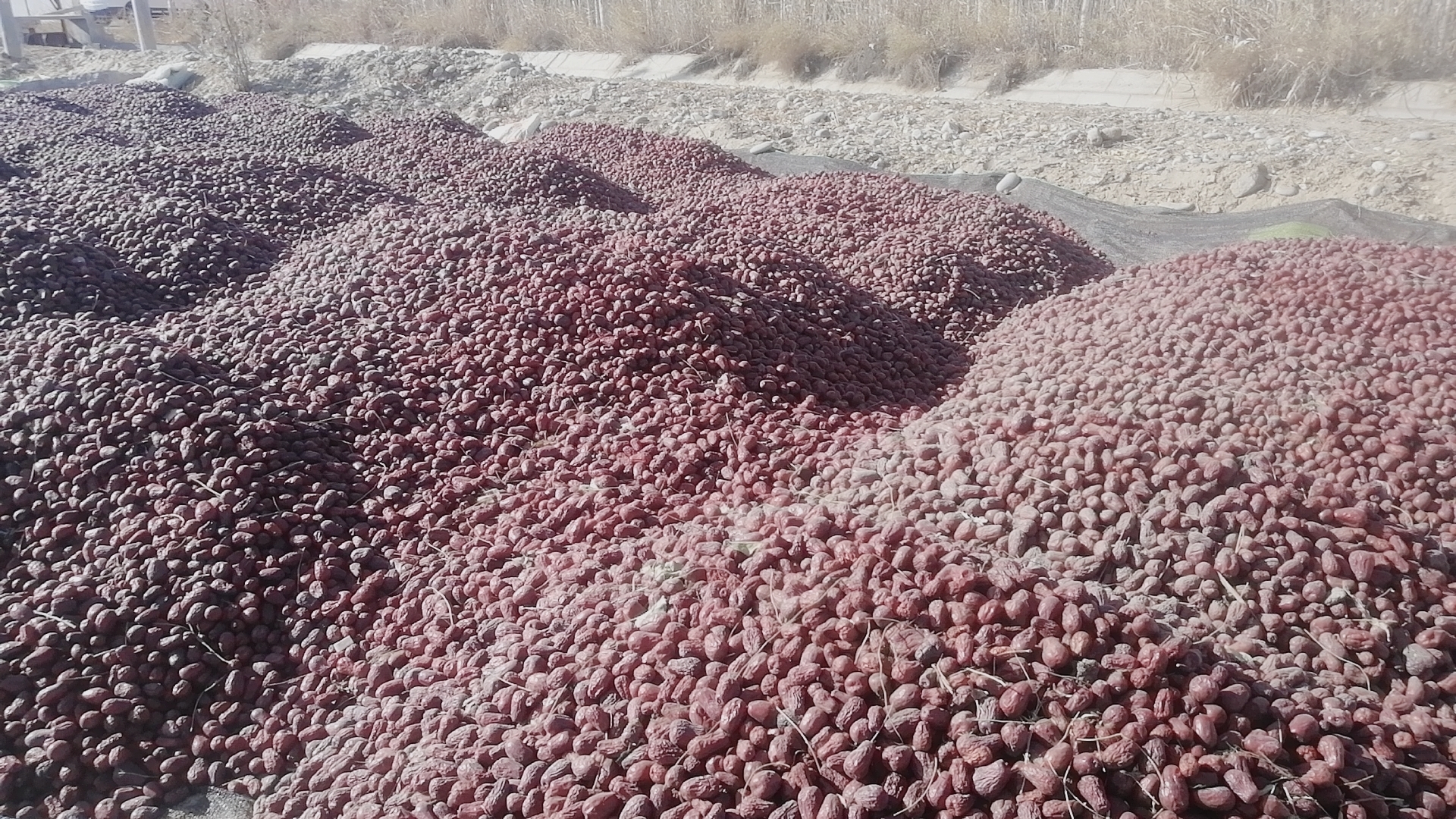 若羌灰枣与和田骏枣的果实对比图