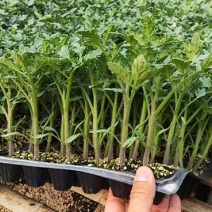 水果小西红柿苗千禧贝贝小番茄苗出售樱桃小番茄苗价格