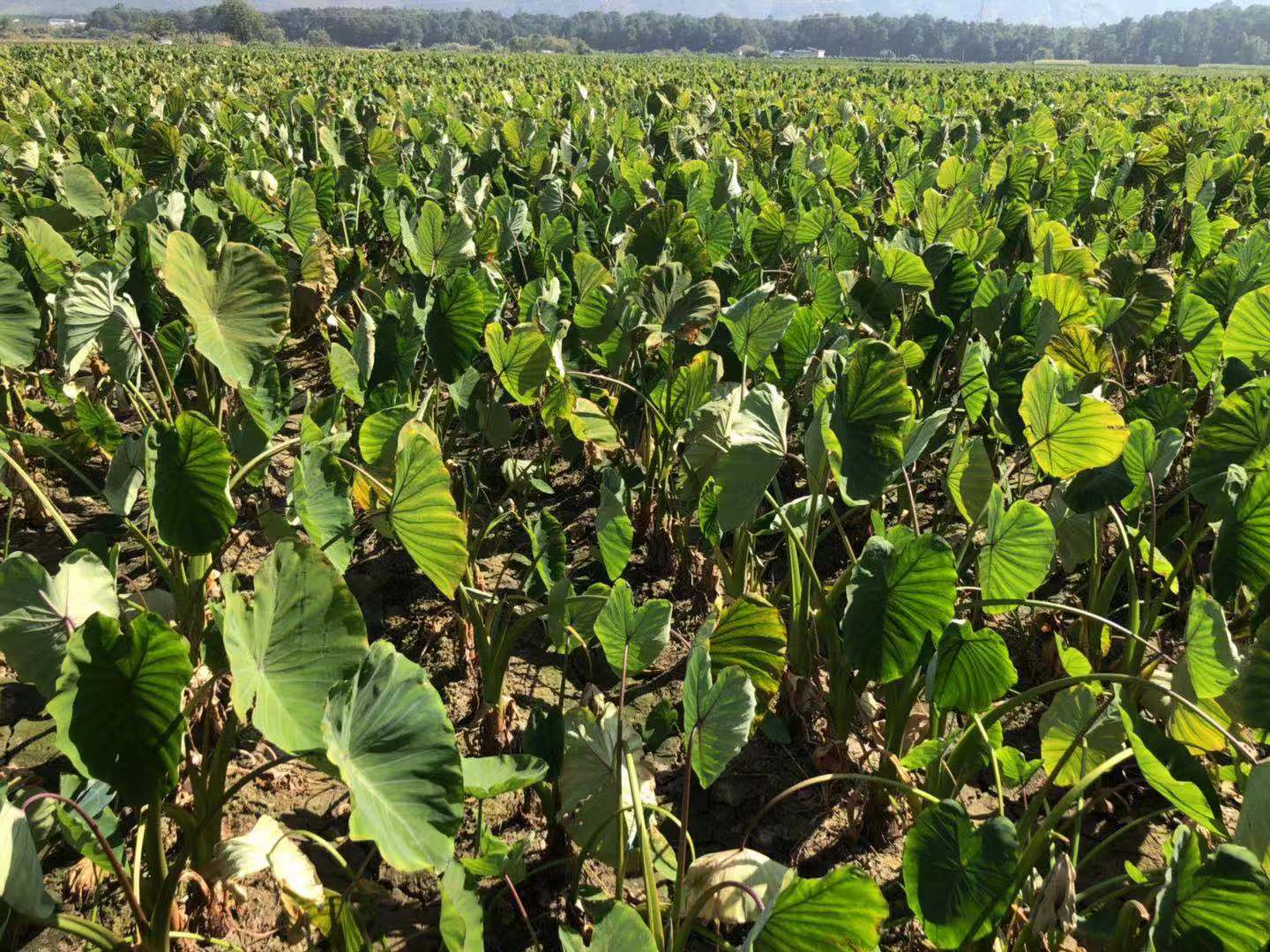 展示广西荔浦地区芋头种植基地的田园风光,田间成片的芋头植株在阳光下生机勃勃 荔浦芋头的产地风光