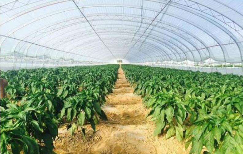 图表展示辣椒与黄瓜在温度、湿度、光照、水分等方面的需求差异,左侧为辣椒参数柱状图,右侧为黄瓜参数对比,中间用红色叉号标注冲突区域,背景为现代化塑料大棚内部场景 辣椒与黄瓜生态需求对比图示