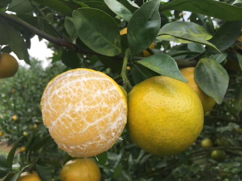 皇帝柑与血糖关系示意图