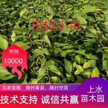 榉树小苗，红榉树，产地批发发货，大量有货0.6元一棵。
