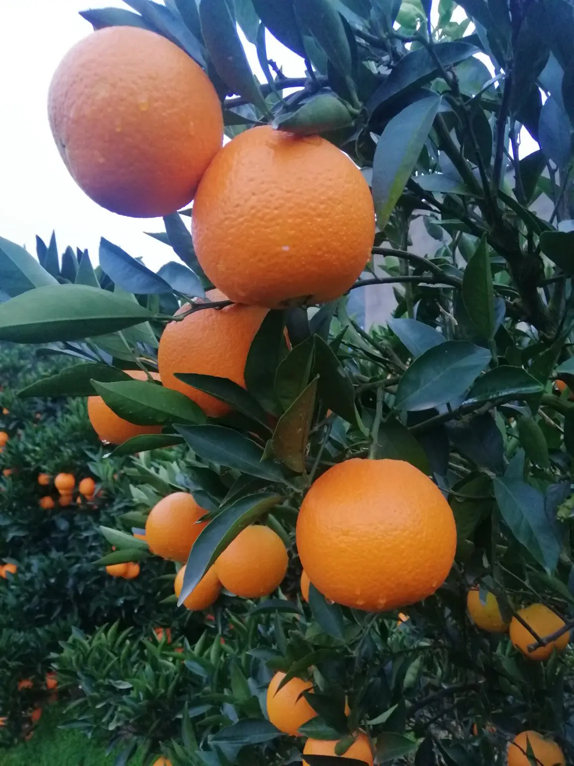 【赣南脐橙】鲜橙批发一手货源视频看货 优质脐橙基地