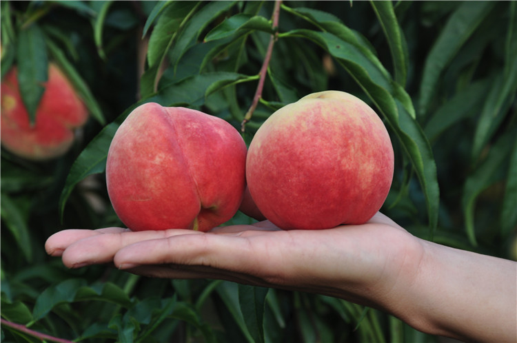 游客在黄桃园中采摘场景