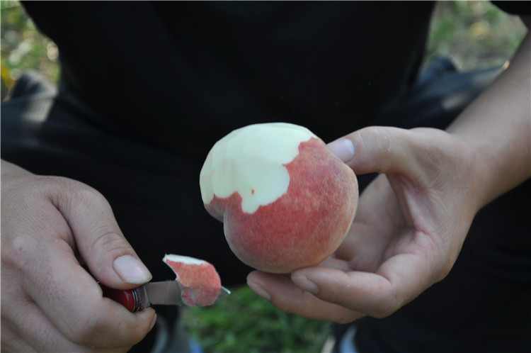 一位厨师正在将刚从热水中捞出的黄桃放入冰水中,黄桃表皮已经开始翘起,准备手工剥皮,背景为厨房操作台,光线明亮 黄桃去皮过程特写