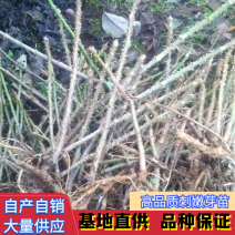 【推荐】刺嫩芽苗刺老包自产自销，品质保证欢迎选购