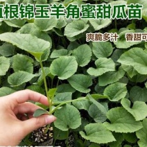 羊角蜜甜瓜苗嫁接甜瓜苗锦玉羊角蜜甜瓜苗一级苗