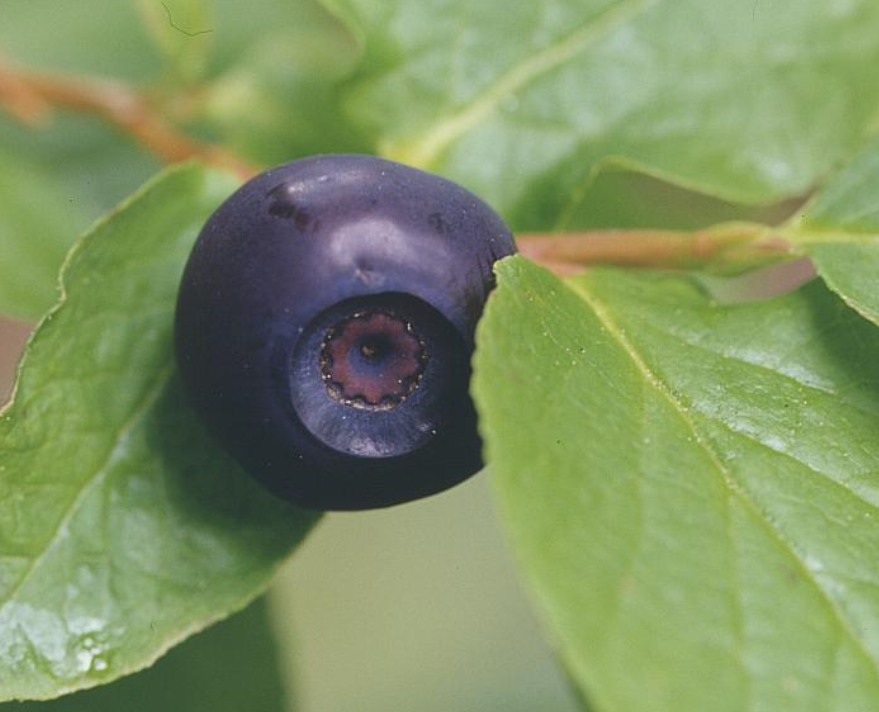蓝莓果实特写