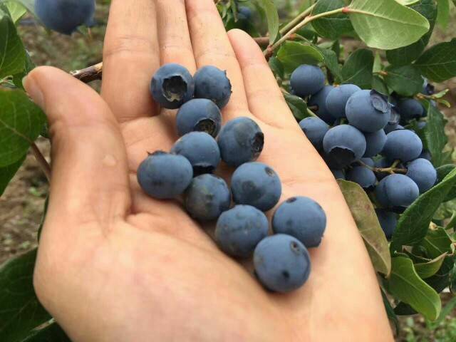 新鲜蓝莓果实特写,背景为自然田园风光 蓝莓果实特写