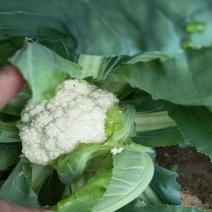 菜花苗早春越冬菜花苗青梗有机松花苗小米粒菜花苗批发