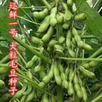 早中熟鲜食毛豆种子上市早高产抗倒伏大荚大粒量大优惠
