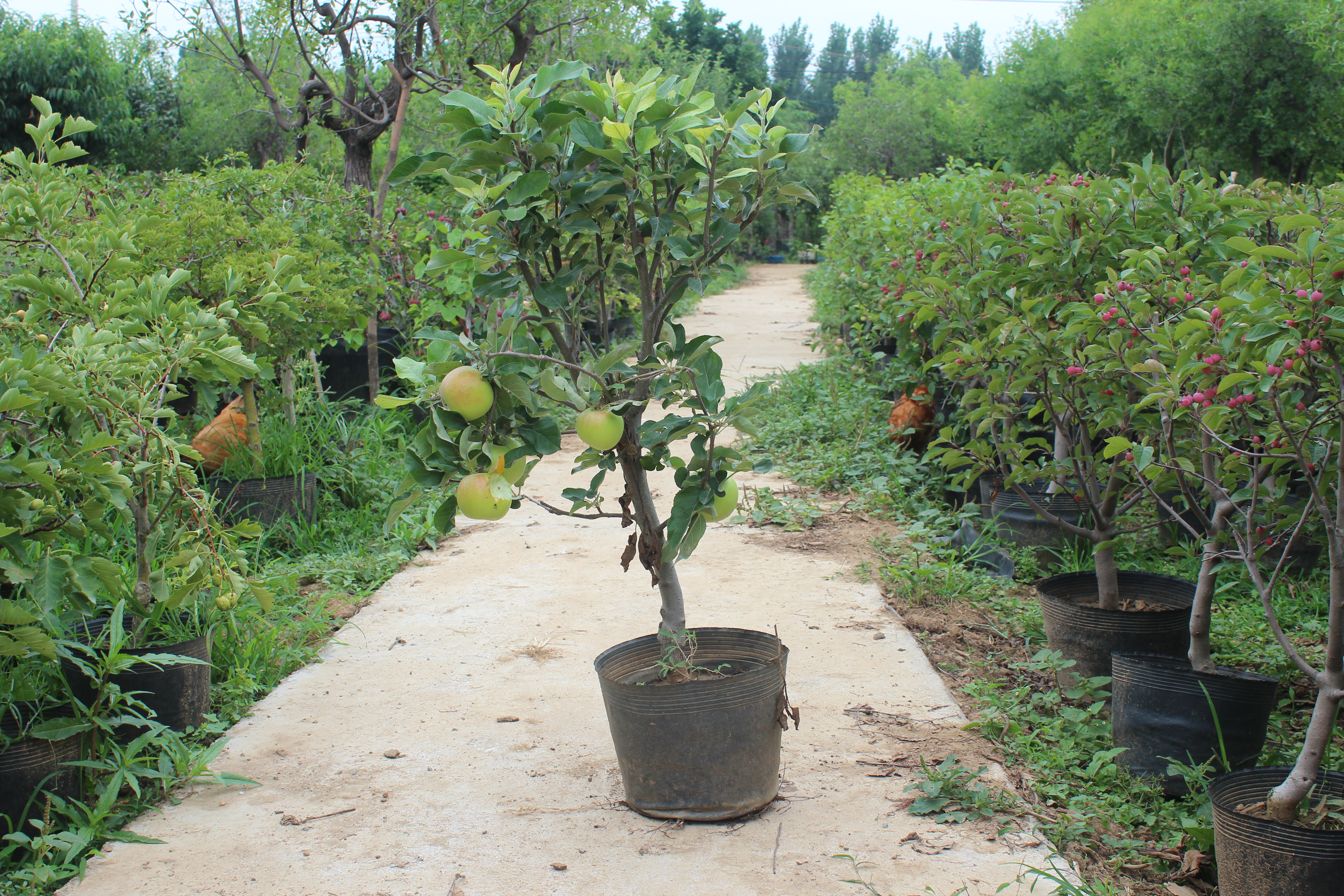 红肉苹果在果园中生长的状态,展示其特殊的栽培环境 红肉苹果种植园实景图